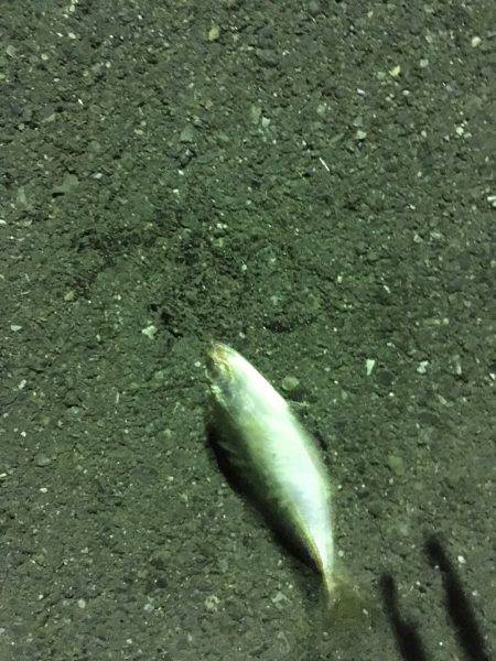 ふれーゆ、アジング！