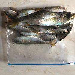 豆アジング時々アジング