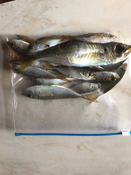 豆アジング時々アジング