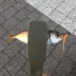 アジング時々サヨリング