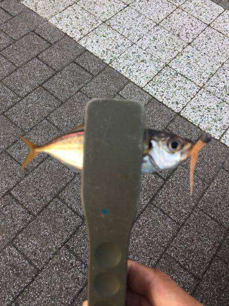 アジング時々サヨリング