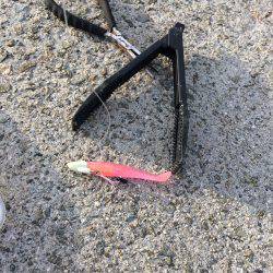 タチウオ、ツバス、アジ