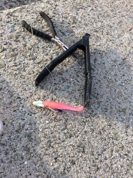 タチウオ、ツバス、アジ