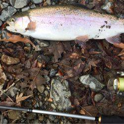 ほのぼのフィッシング