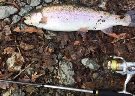 ほのぼのフィッシング