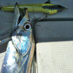 オフショアタチウオ♪