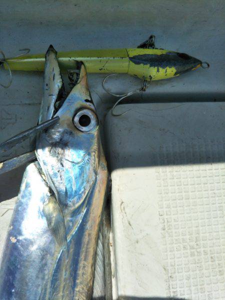 オフショアタチウオ♪