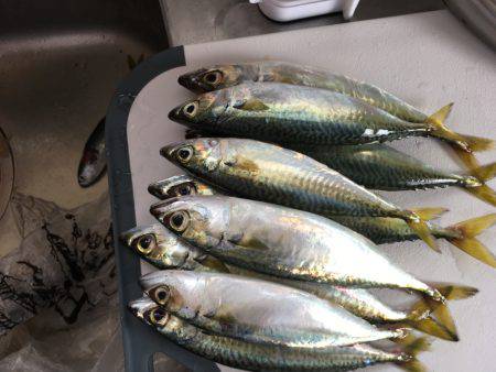 サビキ釣果