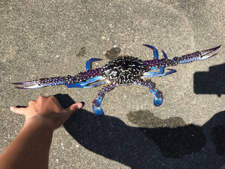 ULSJ！のはずが…