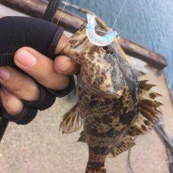 久々の白杉・・・