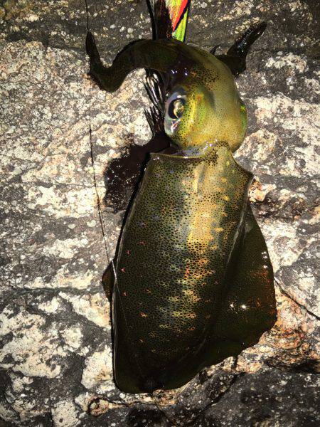 アオリ新子調査！