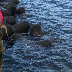 敦賀エギング好調