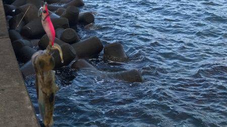 敦賀エギング好調