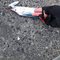 夕まずめ時合スタート