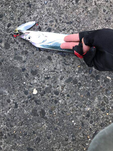 夕まずめ時合スタート