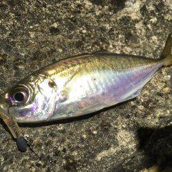 アジのレンジを探せ!