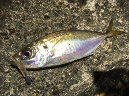 アジのレンジを探せ！