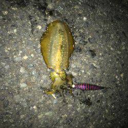 リハビリエギング