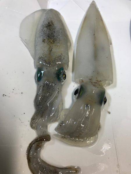 秋イカ到来