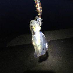 エギング アオリ コウイカ