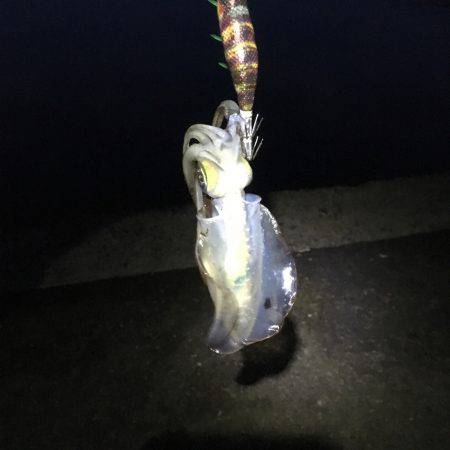 エギング アオリ コウイカ