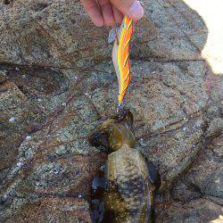 アオリ新子調査2！