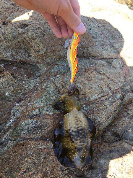 アオリ新子調査2！