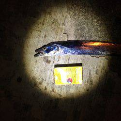 タチウオより人人人