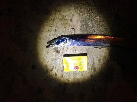 タチウオより人人人