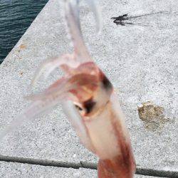 タチウオ狙いのジグにケンサキ