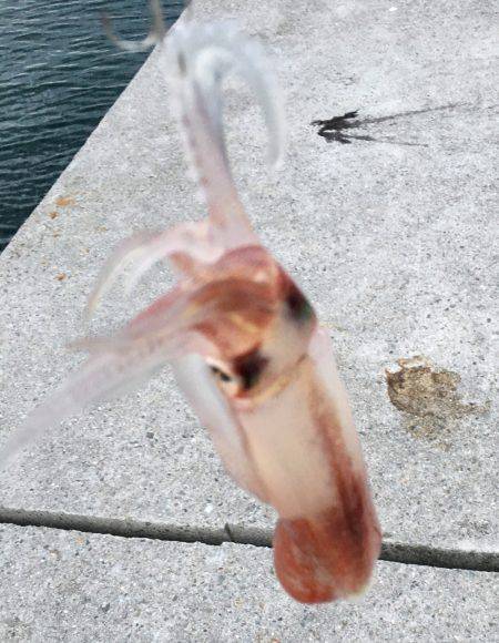 タチウオ狙いのジグにケンサキ