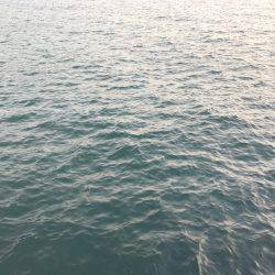 朝マヅメ釣行③