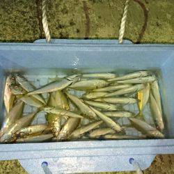 豆アジ、アオリ、ケンサキ