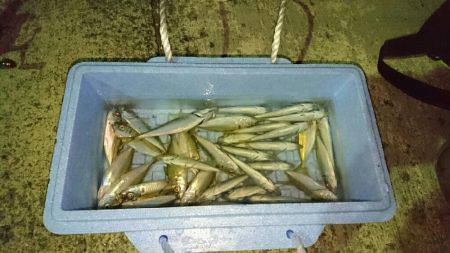 豆アジ、アオリ、ケンサキ