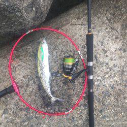 貝塚人工島 ライトショアジギングでサゴシ