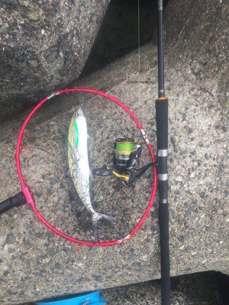 貝塚人工島 ライトショアジギングでサゴシ