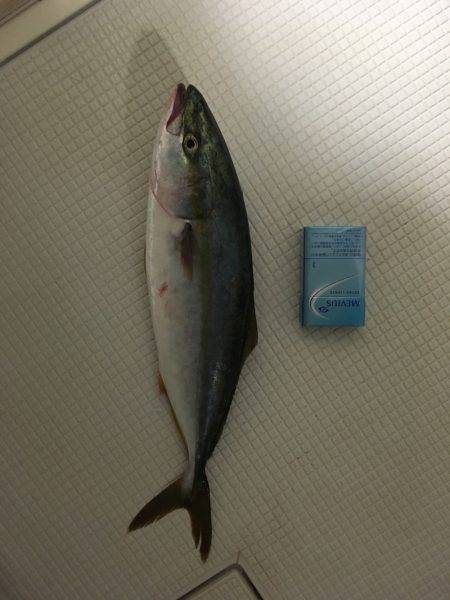 ショアジギング