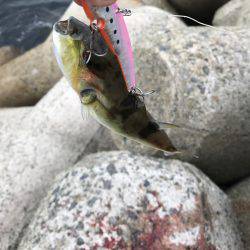 サゴシカッター