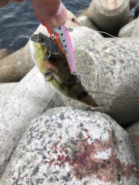 サゴシカッター