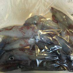 ライトエギング、ケンサキイカ