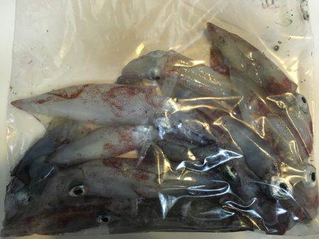 ライトエギング、ケンサキイカ