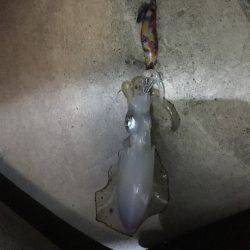 こましなアオリイカ