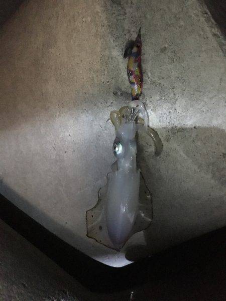 こましなアオリイカ