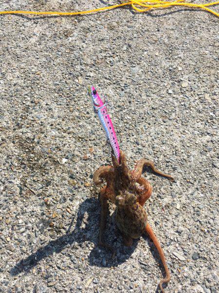 タチウオ、サゴシ、ハマチ、タコ？