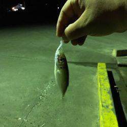 ショアジギングのちアジング