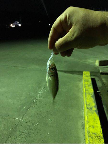 ショアジギングのちアジング