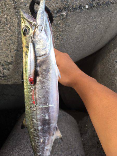 デカすぎタチウオ