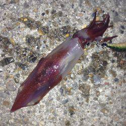 またまた！！垂水漁港でエギング！！