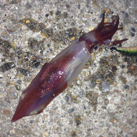 またまた！！垂水漁港でエギング！！