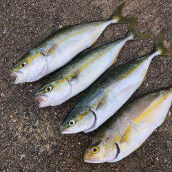 朝マヅメ釣行④